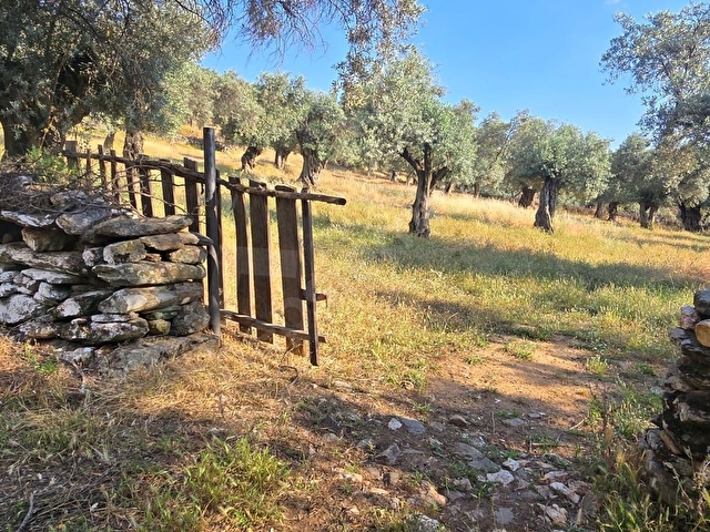 İzmir Bayındırda Tarihi Zeytin Ağaçlı, 1.5 Dönüm Zeytinlik - Görsel 3