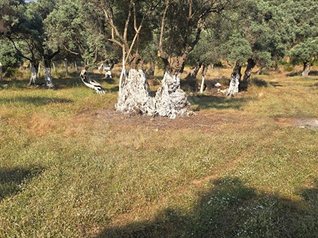 İzmir Bayındırda Tarihi Zeytin Ağaçlı, 1.5 Dönüm Zeytinlik - Görsel 17