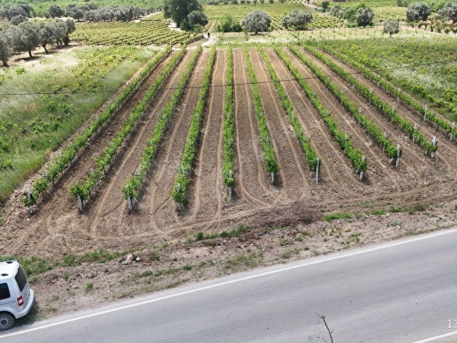 KUŞADASI ÇINAR KÖYÜNE BAĞLI ANA YOLA CEPHELİ 2.153 M2 BAHÇE - Görsel 14