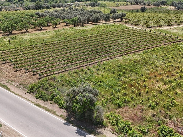 KUŞADASI ÇINAR KÖYÜNE BAĞLI ANA YOLA CEPHELİ 2.153 M2 BAHÇE - Görsel 16