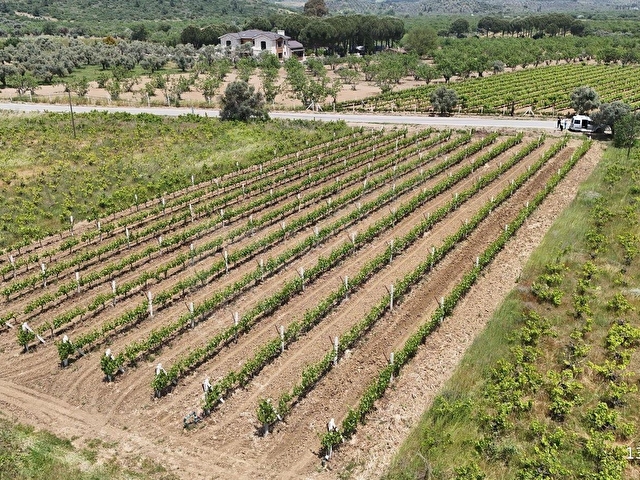 KUŞADASI ÇINAR KÖYÜNE BAĞLI ANA YOLA CEPHELİ 2.153 M2 BAHÇE - Görsel 11
