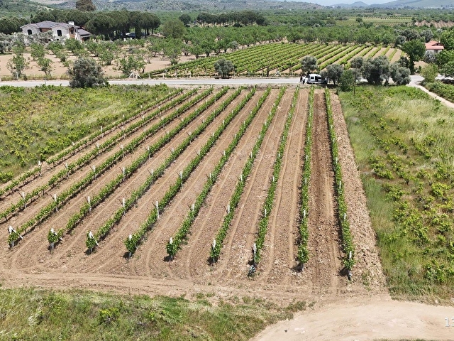 KUŞADASI ÇINAR KÖYÜNE BAĞLI ANA YOLA CEPHELİ 2.153 M2 BAHÇE - Görsel 10