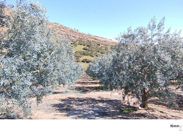 MANİSA SALİHLİ İLÇESİNDE SATILIK ZEYTİN BAHÇESİ - Görsel 11