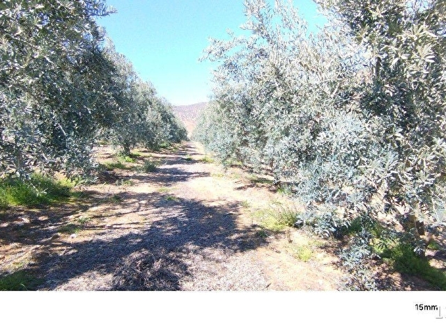 MANİSA SALİHLİ İLÇESİNDE SATILIK ZEYTİN BAHÇESİ - Görsel 19
