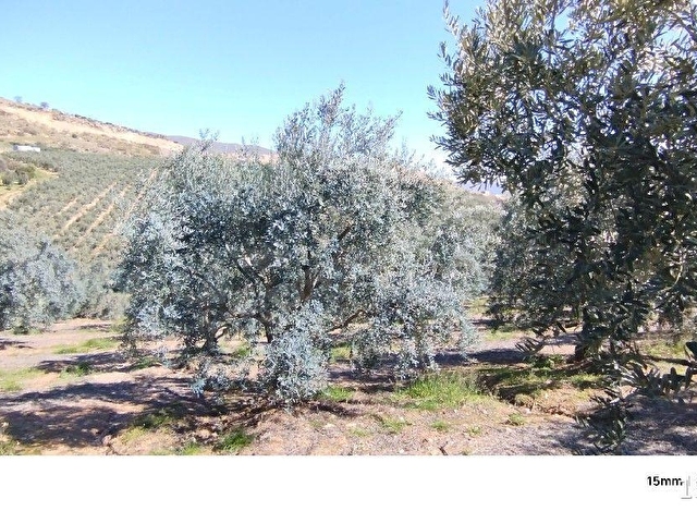 MANİSA SALİHLİ İLÇESİNDE SATILIK ZEYTİN BAHÇESİ - Görsel 22