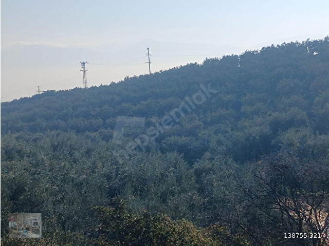 MANİSA SALİHLİ İLÇESİNDE SATILIK ZEYTİN BAHÇESİ - Görsel 9
