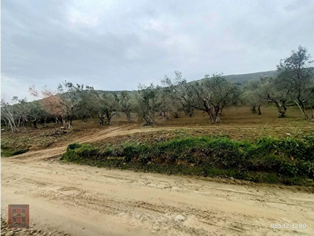 HAMDİ EMLAKTAN ODUNCU YOLUNDA DENİZ MANZARALI 7120 M2 ZEYTİNLİK - Görsel 17