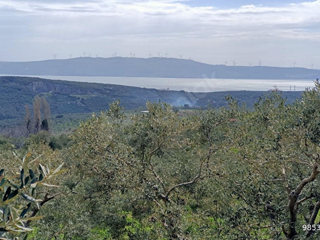 HAMDİ EMLAKTAN ODUNCU YOLUNDA DENİZ MANZARALI 7120 M2 ZEYTİNLİK