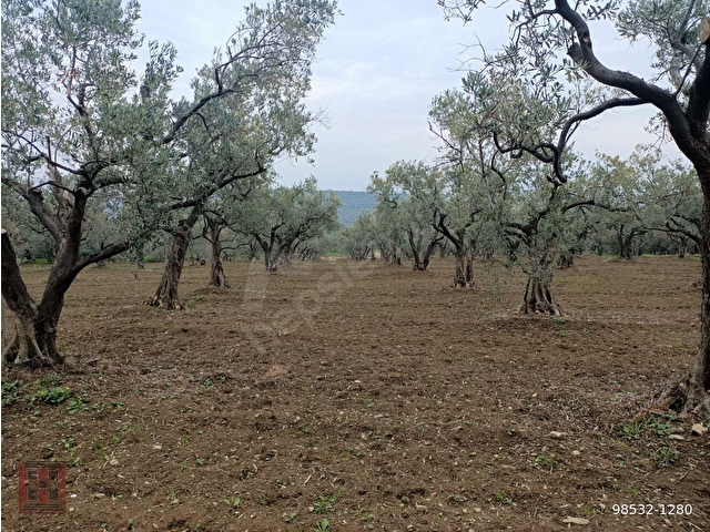 HAMDİ EMLAKTAN ODUNCU YOLUNDA DENİZ MANZARALI 7120 M2 ZEYTİNLİK - Görsel 13