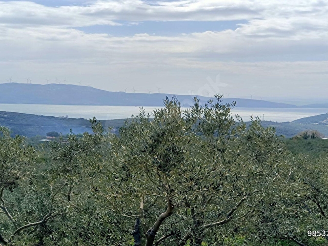 HAMDİ EMLAKTAN ODUNCU YOLUNDA DENİZ MANZARALI 7120 M2 ZEYTİNLİK - Görsel 2