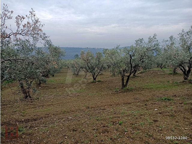 HAMDİ EMLAKTAN ODUNCU YOLUNDA DENİZ MANZARALI 7120 M2 ZEYTİNLİK - Görsel 8