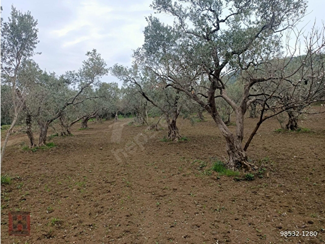 HAMDİ EMLAKTAN ODUNCU YOLUNDA DENİZ MANZARALI 7120 M2 ZEYTİNLİK - Görsel 16