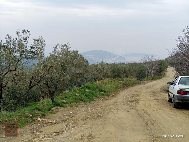 HAMDİ EMLAKTAN ODUNCU YOLUNDA DENİZ MANZARALI 7120 M2 ZEYTİNLİK - Görsel 6