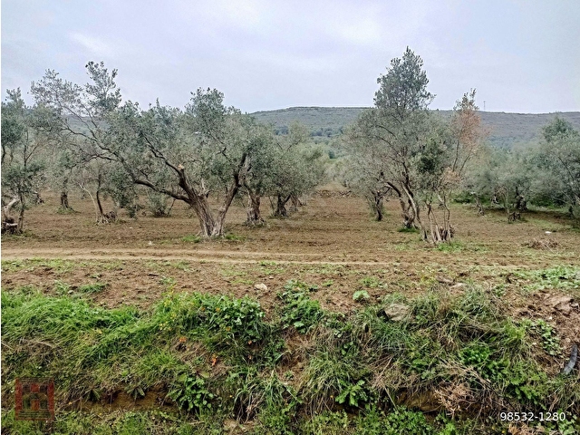 HAMDİ EMLAKTAN ODUNCU YOLUNDA DENİZ MANZARALI 7120 M2 ZEYTİNLİK - Görsel 14