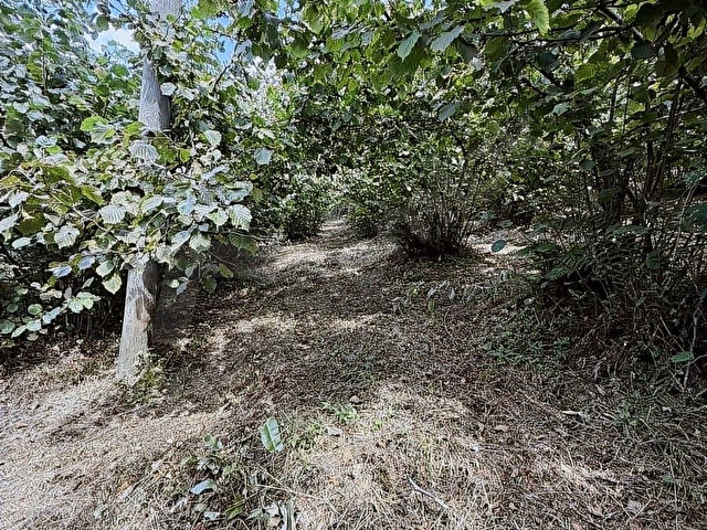 ORDU/PERŞEMBE/BEKİRLİDE 1 DÖNÜM FINDIK BAHÇESİ - Görsel 12