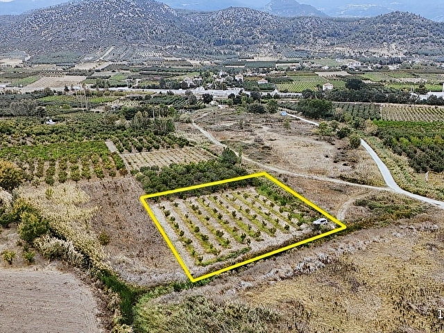 YERLEŞİME YAKN SULAMA SİSTEMİ HAZIR 2.365M2 BAKMLI CEVİZ BAHÇESİ