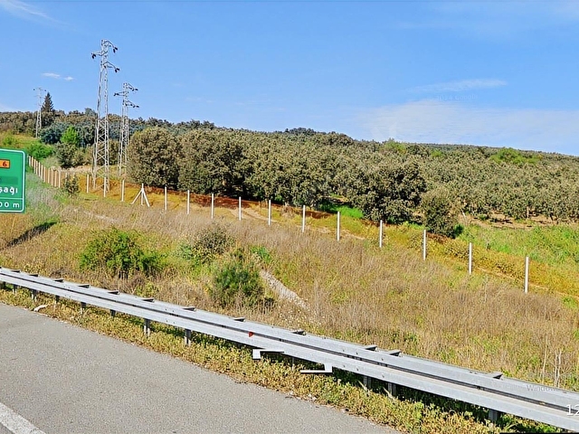 DIALOG DAĞ / BURSA GEMLİK ENGÜRÜCÜK 449 m2 SATILIK ZEYTİNLİK - Görsel 5