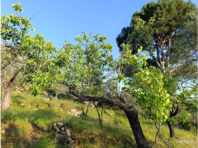 NİRVANA GAYRİMENKULDEN KARPUZLU ŞENKÖY DE SATILIK 2696 M2 ZEYTİNLİK - Görsel 18