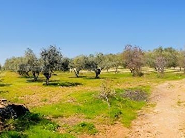 Dikili Kıratlıda Satılık 3 Adet Villa ve 26 Dönüm Zeytinlik - Görsel 8