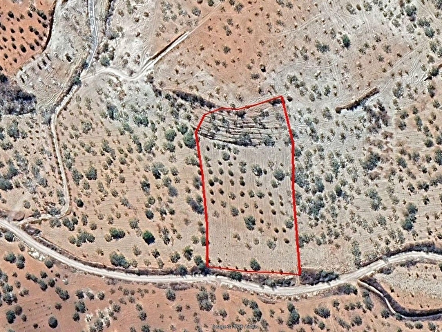 Kadastral Yolu Var | 90 Yaşında Fıstıklı | 6.998 m² Arazi - Görsel 5