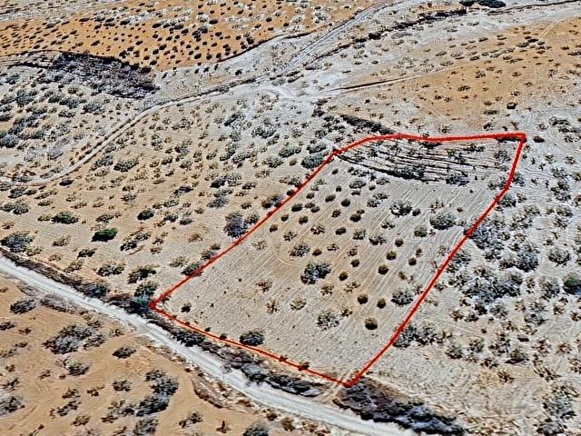 Kadastral Yolu Var | 90 Yaşında Fıstıklı | 6.998 m² Arazi