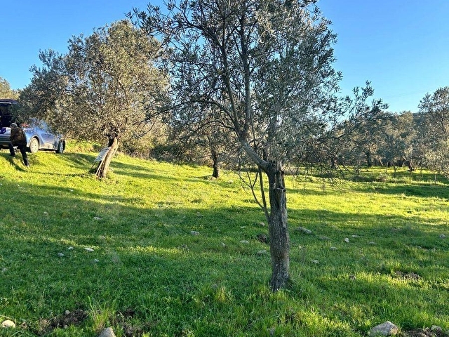 Balıkesir Burhaniye Körfez Bahadınlı SATILIK ZEYTİNLİK - Görsel 23