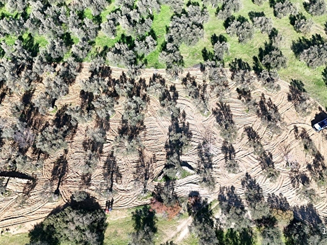 GÖKTEPE EMLAK PELİTKÖYDE 5280M2 DÜZ ZEMİN BAKIMLI ZEYTİNLİK - Görsel 12