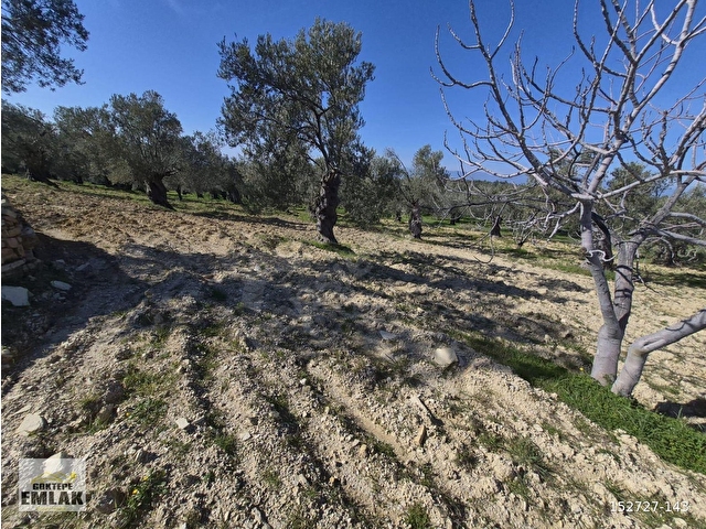 GÖKTEPE EMLAK PELİTKÖYDE 5280M2 DÜZ ZEMİN BAKIMLI ZEYTİNLİK - Görsel 26
