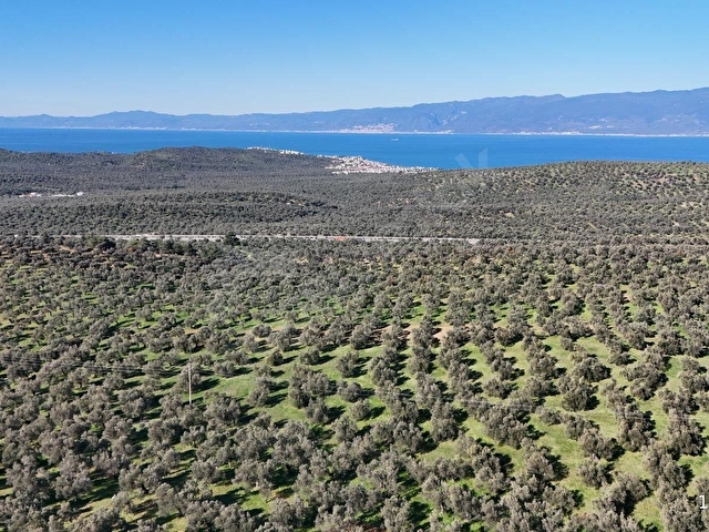GÖKTEPE EMLAK PELİTKÖYDE 5280M2 DÜZ ZEMİN BAKIMLI ZEYTİNLİK - Görsel 2