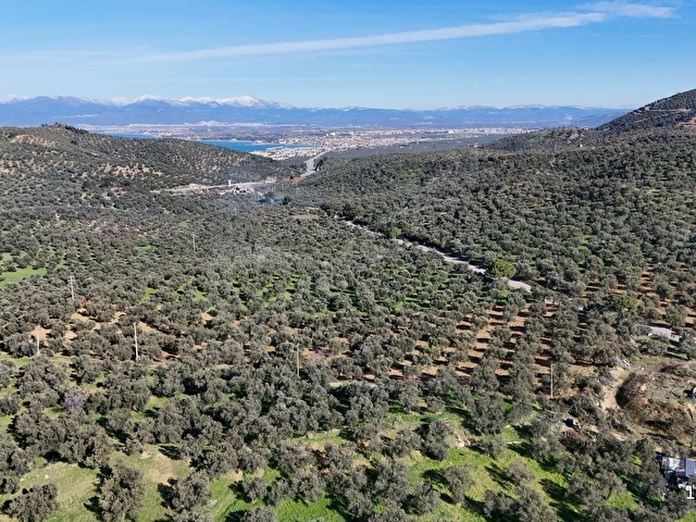 GÖKTEPE EMLAK PELİTKÖYDE 5280M2 DÜZ ZEMİN BAKIMLI ZEYTİNLİK - Görsel 4