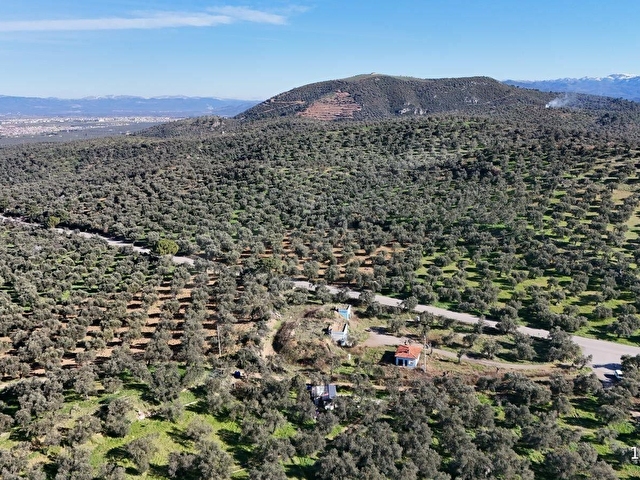 GÖKTEPE EMLAK PELİTKÖYDE 5280M2 DÜZ ZEMİN BAKIMLI ZEYTİNLİK - Görsel 6