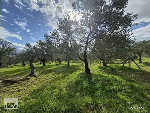 GÖKTEPE EMLAK PELİTKÖYDE 5280M2 DÜZ ZEMİN BAKIMLI ZEYTİNLİK - Görsel 11