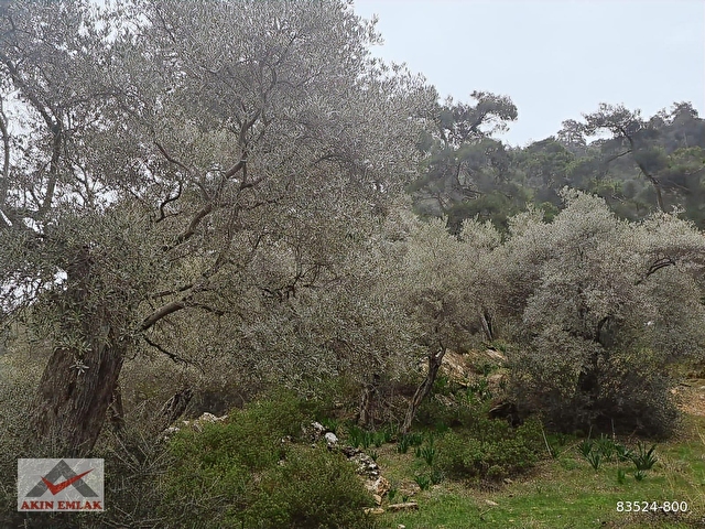 MUĞLA MİLAS KANDAK GÖLDERE 3550 m² ZEYTİNLİK - Görsel 23