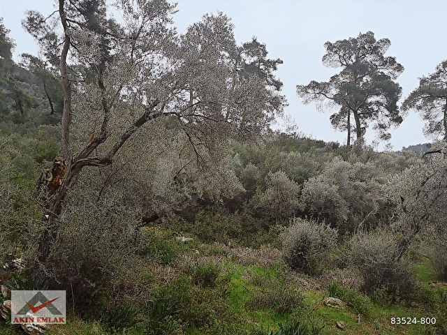 MUĞLA MİLAS KANDAK GÖLDERE 3550 m² ZEYTİNLİK - Görsel 10
