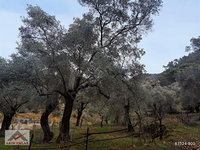 MUĞLA MİLAS KANDAK GÖLDERE 3550 m² ZEYTİNLİK - Görsel 6