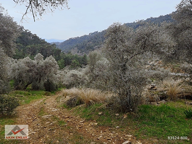 MUĞLA MİLAS KANDAK GÖLDERE 3550 m² ZEYTİNLİK - Görsel 5