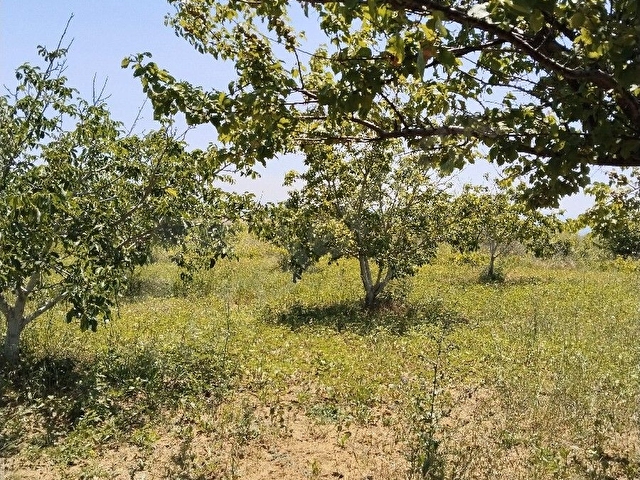 HOŞKÖY DE SATILIK CEVİZLİK - Görsel 9