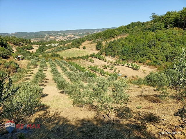 Canakkale Merkez Kizilcaoren Koyu 3750m2 Satilik Tarla 28849 9029 Hurriyet Emlak