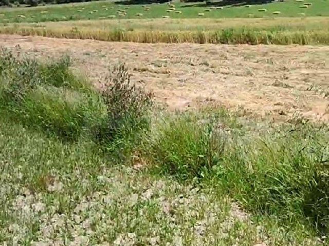 SAHİBİNDEN; DOĞA HARİKASI KORUBÜKÜNDE YOL SU MEVCUT 5.161M2 - Görsel 19