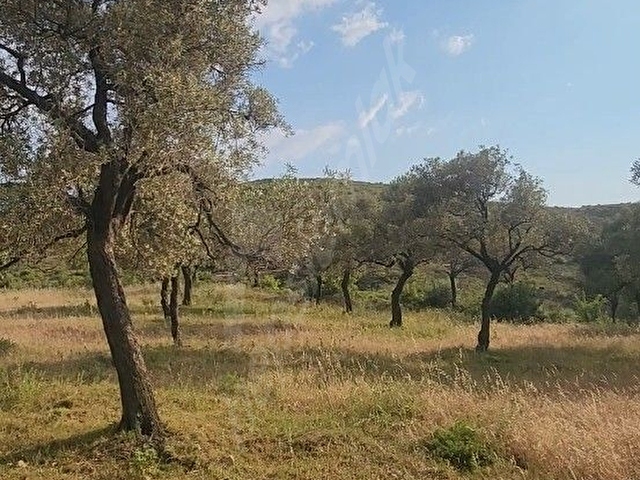 Satılık Yatırımlık Yola Sıfır Zeytinlik - Görsel 6