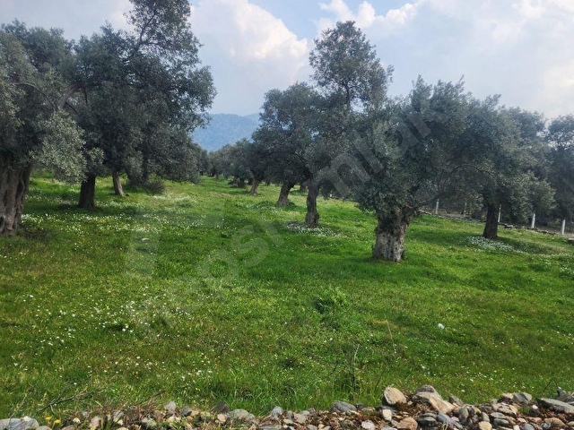 BAYINDIR BURUNCUK KÖYÜNDE SATILIK TEK TAPU 1170 M2 ZEYTİNLİK - Görsel 7