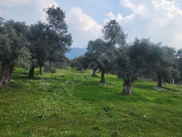 BAYINDIR BURUNCUK KÖYÜNDE SATILIK TEK TAPU 1170 M2 ZEYTİNLİK - Görsel 10