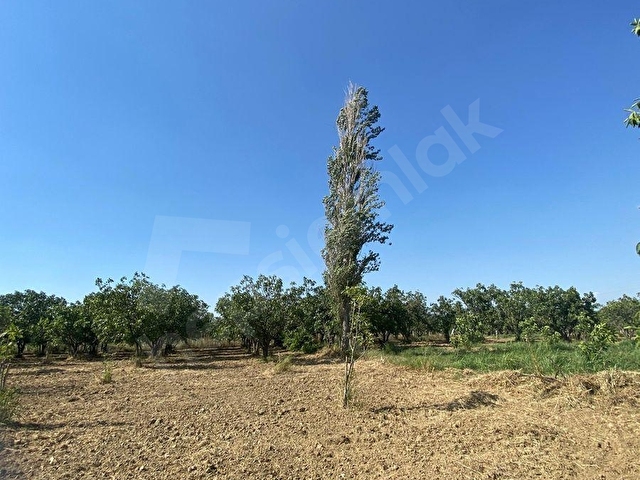 2321m2 incir bahçesi - Görsel 2
