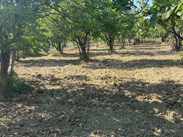 2321m2 incir bahçesi