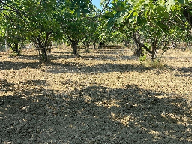2321m2 incir bahçesi - Görsel 4