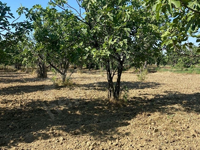 2321m2 incir bahçesi - Görsel 6