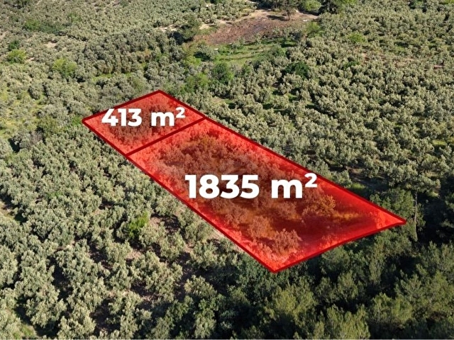 Mudanya Dereköy 2247 mt2 zeytinlik
