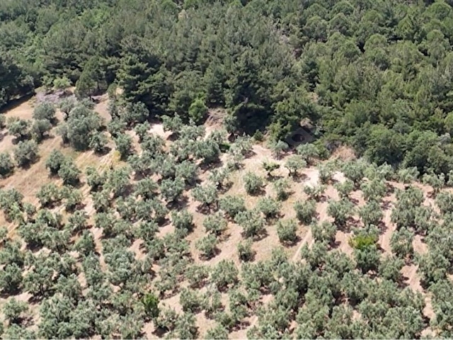 Mudanya Dereköy 2247 mt2 zeytinlik - Görsel 3