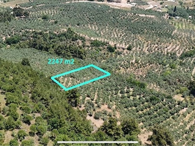Mudanya Dereköy 2247 mt2 zeytinlik - Görsel 4