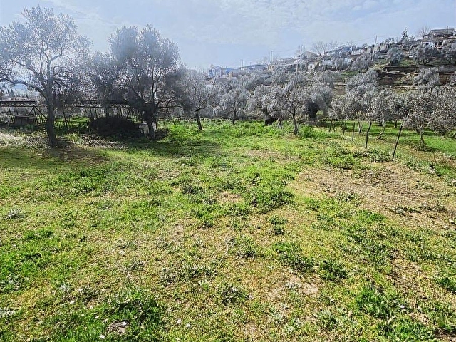 TİRE ÇAĞAN GAYRIMENKULDEN KÖY İÇİ DÜZ ZEYTİN BAHÇESİ - Görsel 20